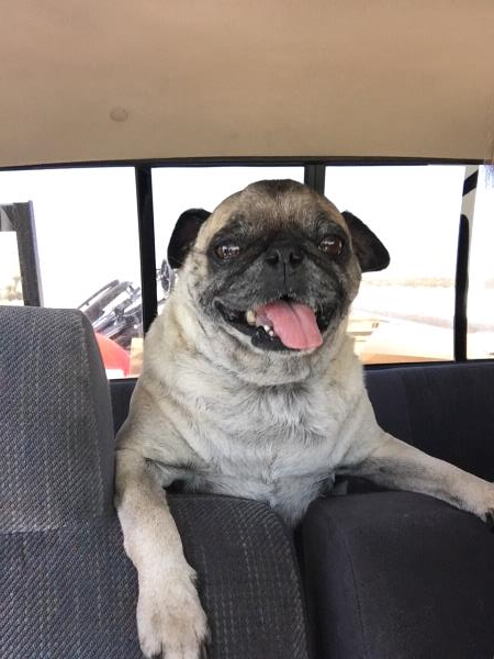 /images/uploads/pug nation rescue of los angeles/pugnation2020/entries/11708thumb.jpg